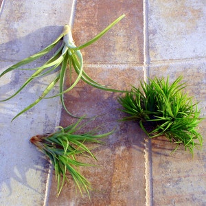 Air Plant Mix: Easy Care Tillandsia Set of 3