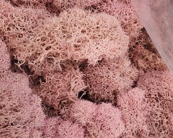 Reindeer Moss light pink 1 OZ Bag Small Bag  Airplant, Tillandsia, wholesale, Bulk, Sale, Wedding Favors, Terrariums