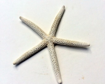 White Starfish 3"-4" White Finger Starfish Wholesale Starfish Beach Wedding Ocean Decor choose your quantity FREE Shipping