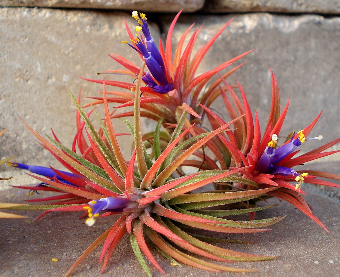 Air Plant Iona 3 for 1 Deal Tillandsia