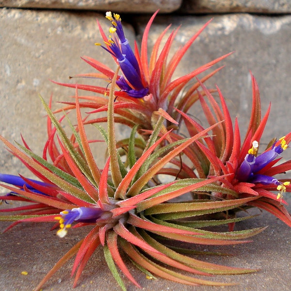 Iona Air Plant 3-for-1 Deal: Tillandsia Varieties May Come Green Read Description And View All Pictures