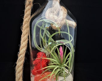 Air Plant Glass Terrarium with Rope to hang Tall Jar Tillandsia Beach Coastal Home Decor Airplant Succulent Sea Shells Starfish