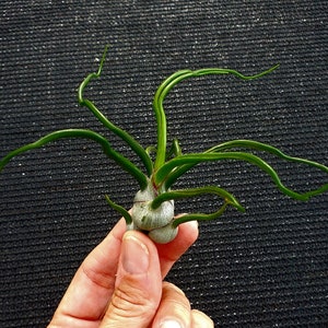 Air Plant Bulbosa Guatemala Tillandsia Singleairplant succulent bromeliad wholesale tilly terrarium home decor image 2