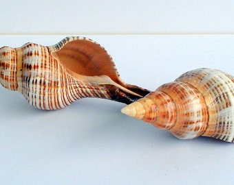 Stripped Fox 6" and up  Single shell, sea shell, seashell, seaurchin, sale, wholesale, bulk, wedding favors, terrarium