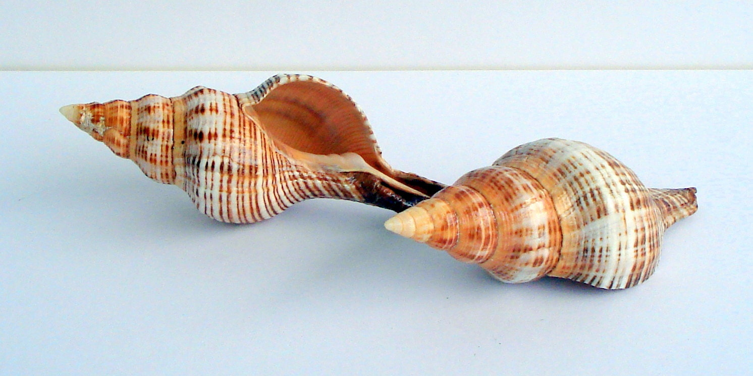 WHOLESALE 6 Stripped Fox 5 and up BULK Mix of 6 Shell - Etsy