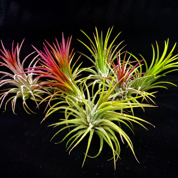 Air Plant Iona Tillandsia Individual  Fuego