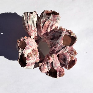 May include: A cluster of six pink and white barnacles, each with a unique shape and texture, arranged in a circular pattern.