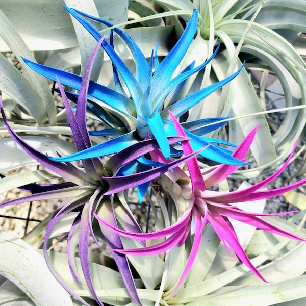 Air Plant Tillandsia 3 Pack Indigo Dark Blue, Hot Pink, Purple