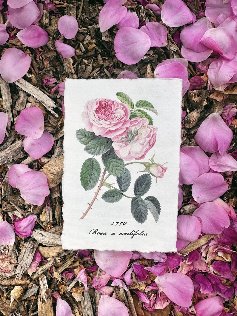 Antique Rose Botanical Print Etsy antique-rose-botanical-print-etsy