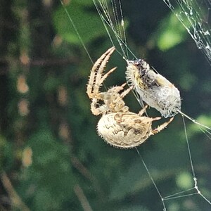 Può includere: Primo piano di un ragno nella sua ragnatela, con un insetto catturato. Il ragno è marrone e beige, con lunghe appendici a forma di artiglio. La ragnatela è delicata e lucente, su uno sfondo verde sfocato.