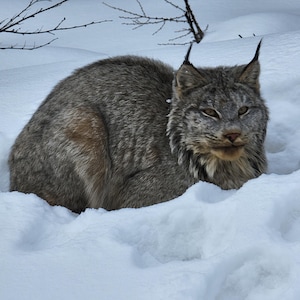 May include: A gray lynx resting in the snow. The wild cat has a spotted coat, pointed ears with black tufts, and a short tail. The lynx is surrounded by fresh, white snow, with bare tree branches in the background.
