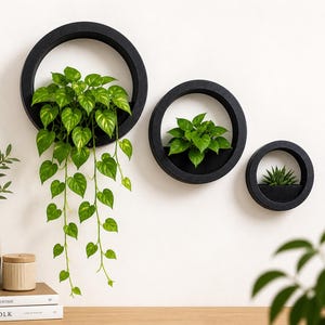 May include: Three black, circular wall planters with greenery. The largest holds a trailing plant with heart-shaped leaves. The other two contain smaller green plants. The planters are mounted on a white wall.
