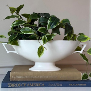 May include: A white ceramic planter with handles, filled with green and white variegated ivy. The planter sits atop a stack of books, including "Birds of America."