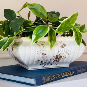May include: A rectangular white ceramic planter with vertical fluted sides and a delicate floral pattern in shades of pink, brown, and green. The planter is filled with a lush green and white variegated trailing plant with pointed leaves.