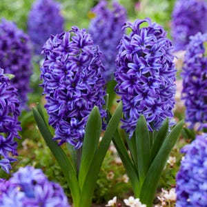 Könnte beinhalten: Nahaufnahme von leuchtend violetten Hyazinthenblüten in voller Blüte. Die Blüten haben eine dichte, geclusterte Struktur mit zahlreichen Blütenblättern. Die grünen Blätter bilden einen kontrastreichen Hintergrund.