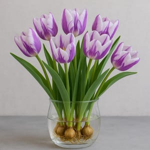 May include: A display of purple and white striped tulips in a clear glass vase. The tulips have green stems and leaves. The vase contains water, and the bulbs of the tulips are visible.