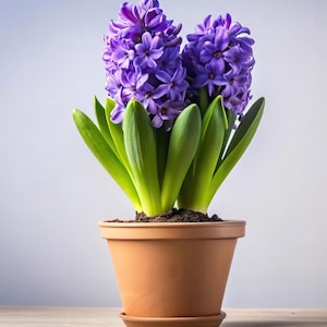 May include: A hyacinth plant in a terracotta pot, featuring dense clusters of purple flowers and vivid green leaves. The plant is set against a light blue backdrop, on a wooden surface.
