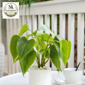 Artificial Green Leaf Plant in White Ceramic Pot, Modern Desk Decor