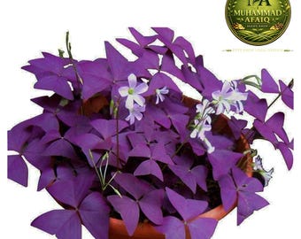 Lila Kleeblatt-Zwiebeln, 12er-Pack, Oxalis Triangularis-Zwiebeln, einfach zu züchtende Indoor-Outdoor-Pflanze, Lilablatt-Gartenpflanze, Glückspflanze