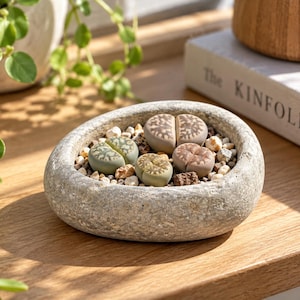 May include: A smooth, grey, stone-like planter bowl containing four small, pebble-shaped Lithops succulents in shades of green and brown, nestled among light-colored gravel and small rocks, creating a natural, textured appearance.