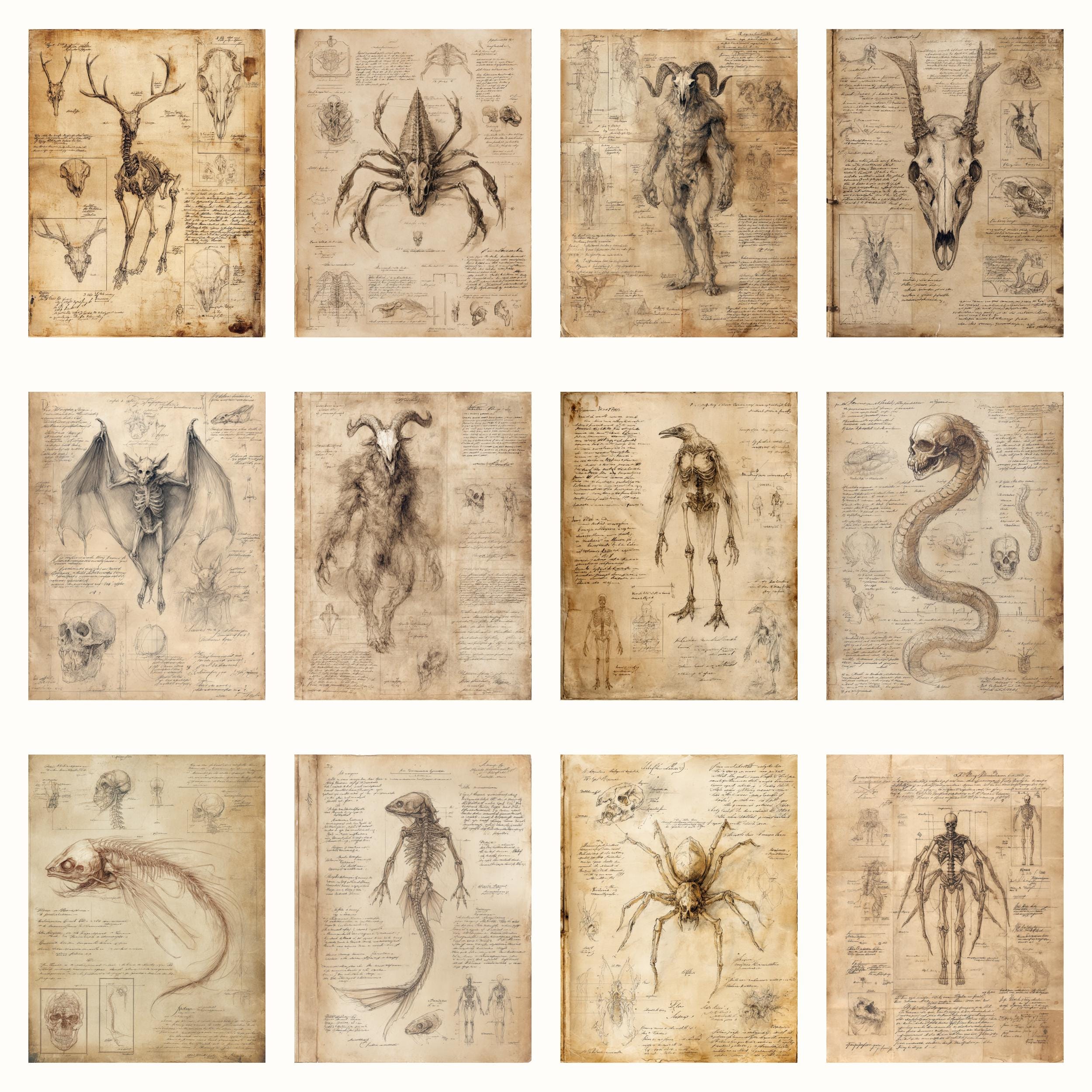 Lost Kin Beast Journal Beast Anatomy Junk Journal Kit, Vintage Anatomy Printable Pages, Gothic ...