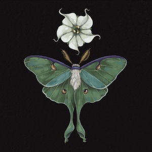 Moonflower Luna Moth - Print