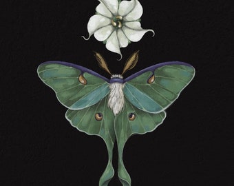 Moonflower Luna Moth - Print