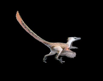 Velociraptor mongoliensis Dinosaur pin  [VELO]