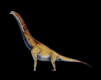 Brachiosaurus altithorax Dinosaur pin  [BRAC]