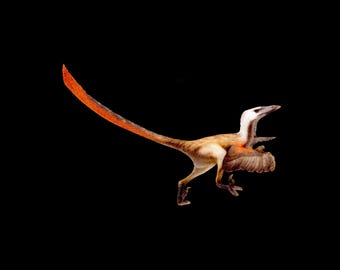 Velociraptor mongoliensis Dinosaur patch  [P-VELO]