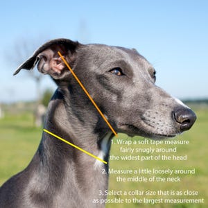 Soft Italian Leather Dog ID Tag Collar - Slip On Style - 28 Colours image 2