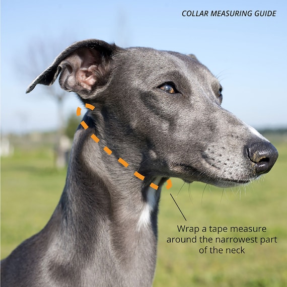 School Grey Leather Italian Greyhound Collar Handmade by Petiquette Collars Etsy Canada