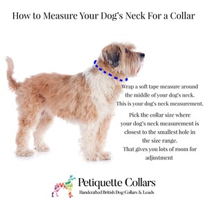 Puede incluir: Imagen que muestra c&oacute;mo medir el cuello de un perro para un collar. Se muestra un perro marr&oacute;n claro y blanco con una l&iacute;nea de puntos azul alrededor del cuello. El texto explica el proceso de medici&oacute;n y el tama&ntilde;o del collar.