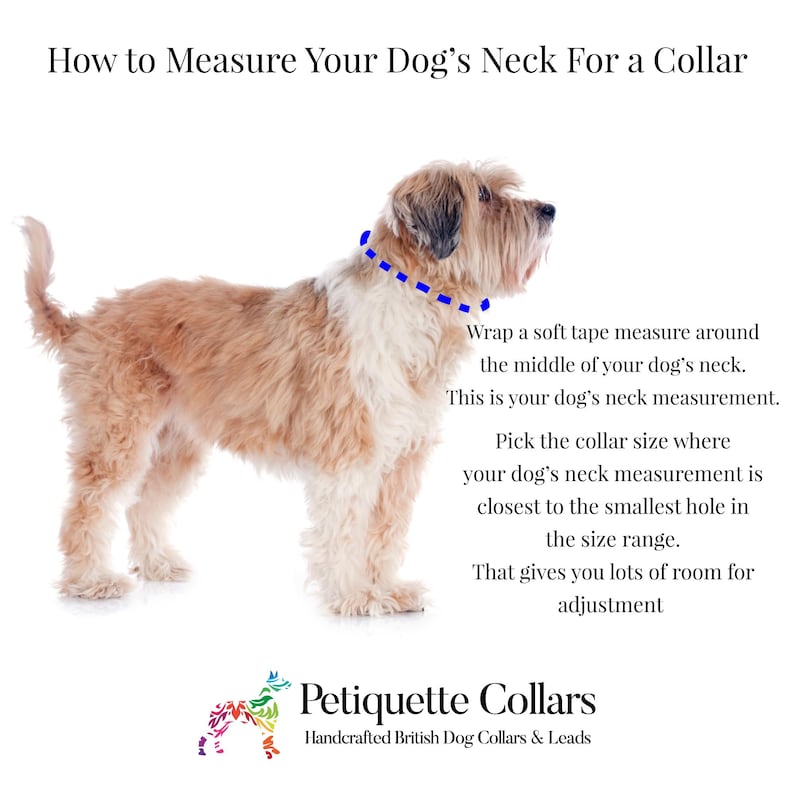 Puede incluir: Imagen que muestra c&oacute;mo medir el cuello de un perro para un collar. Se muestra un perro marr&oacute;n claro y blanco con una l&iacute;nea de puntos azul alrededor del cuello. El texto explica el proceso de medici&oacute;n y el tama&ntilde;o del collar.