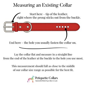 Puede incluir: Diagrama que muestra c&oacute;mo medir un collar para perros existente. Se muestra un collar de cuero rojo con flechas que indican d&oacute;nde comenzar y terminar la medici&oacute;n. El texto explica el proceso de medici&oacute;n.