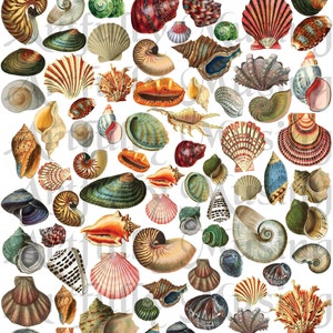 May include: A collection of seashells in various shapes, sizes, and colors. The shells are arranged in a random pattern on a white background. Some of the shells are open, revealing the inside, while others are closed. The shells are a variety of colors, including white, brown, pink, orange, and green.