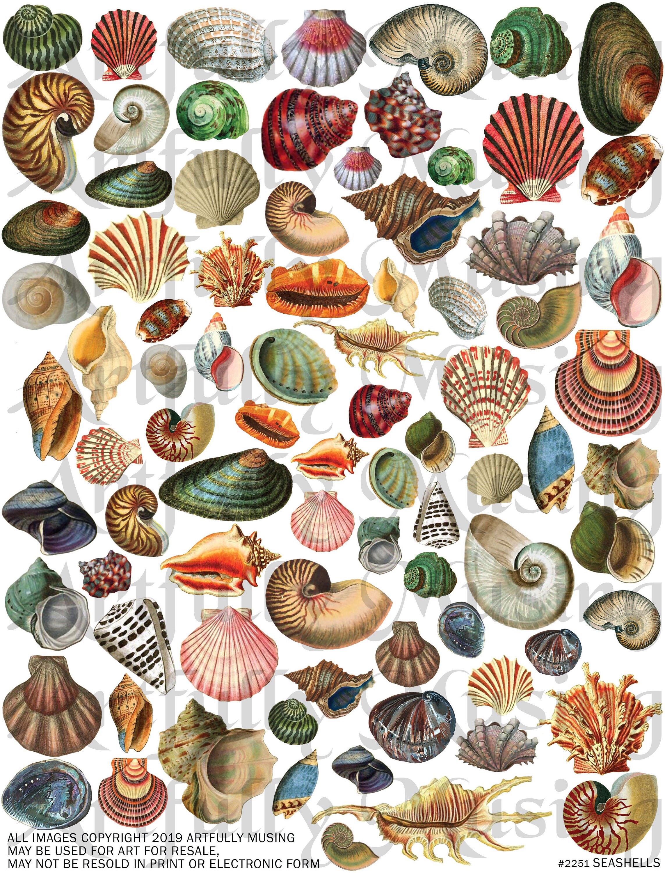 SEASHELLS  Collage Sheet- Digital Printable - Instant Download (2251)