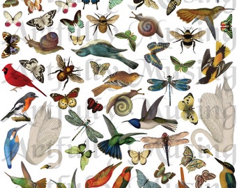 Nature's Creatures  Collage Sheet- Digital Printable - Instant Download (2202)