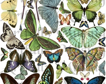 Butterflies & Moths Collage Sheet - Digital Printable - Instant Download (1661)