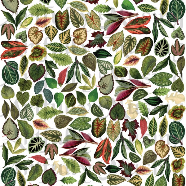 Miniature Leaves Collage Sheet - Digital Printable - Instant Download (2214)