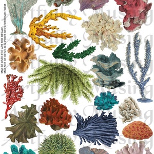 CORAL & SEAWEED Collage Sheet- Digital Printable - Instant Download (2253)