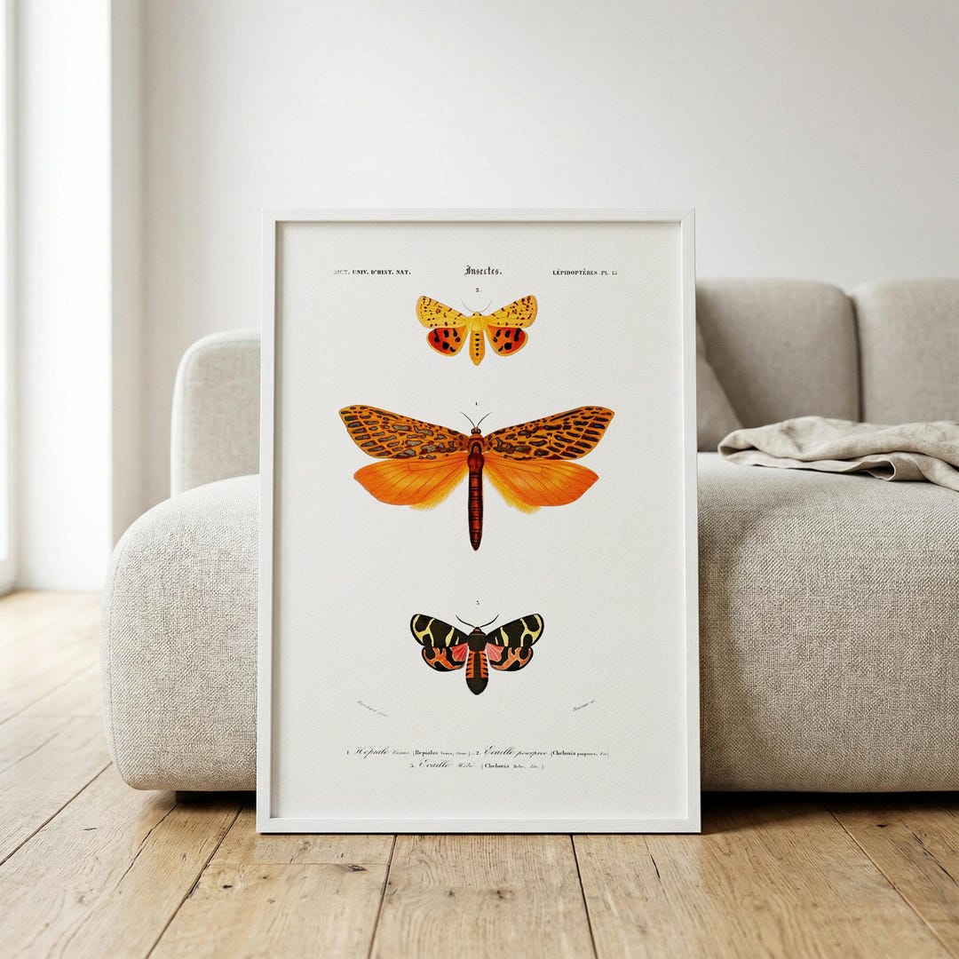 Vintage Moth Print | Lepidoptera Poster | Antique Insect Scientific ...