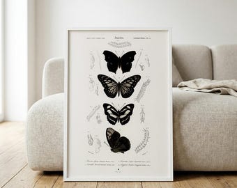 Butterfly Scientific Plate Print | d'Orbigny Natural History Illustration | Vintage Entomology Wall Art | Digital Download