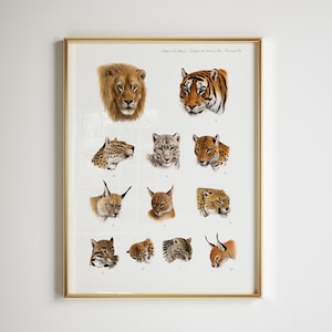 May include: A framed print featuring detailed illustrations of various big cats and other wild animals. The artwork includes a lion, tiger, leopard, and other felines, with a gold-colored frame. The text at the top reads "Great & Small Game of India etc., Plate VII."