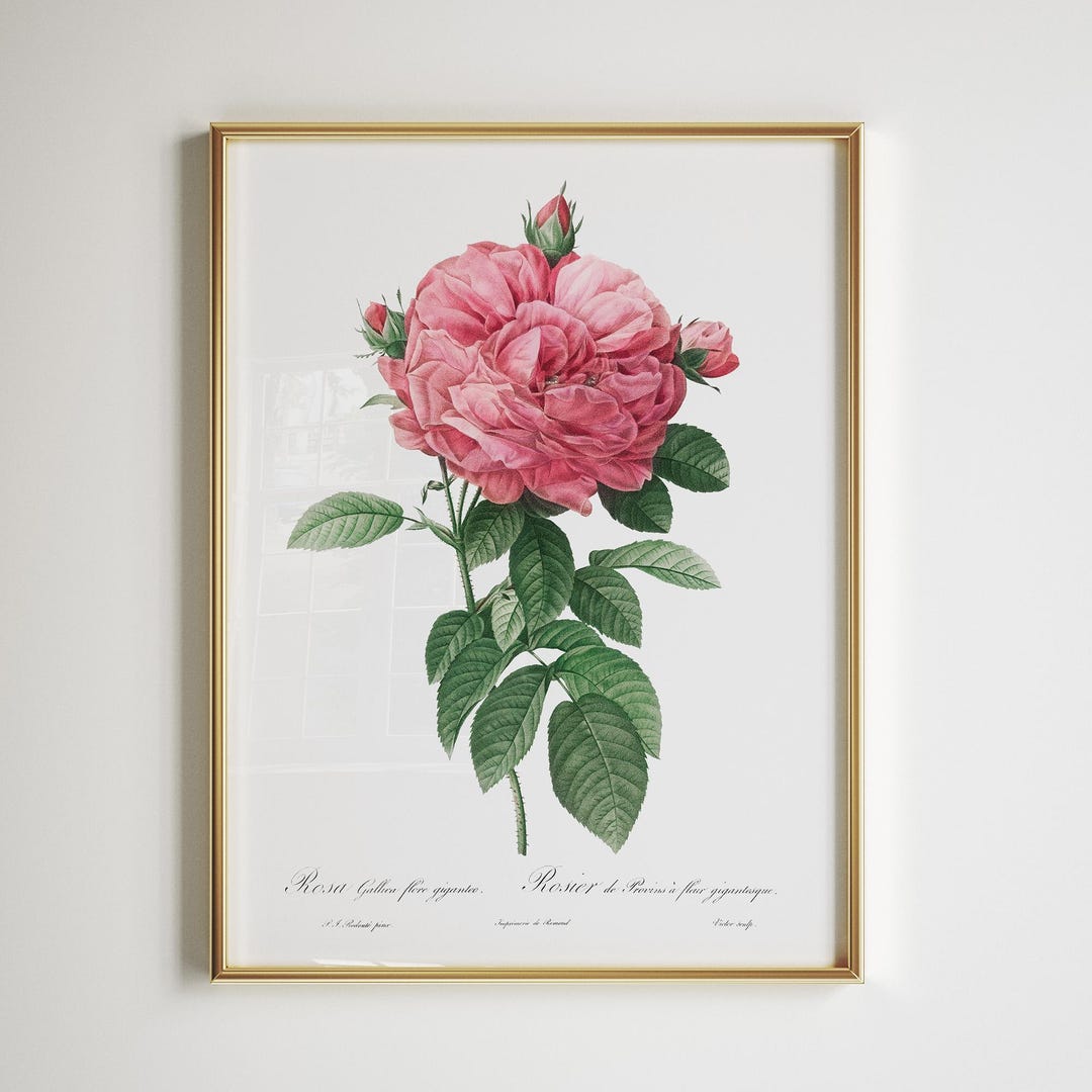 Pink Rose Botanical Print | Antique Flower Illustration | Vintage ...