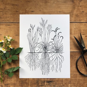 Native Grasses Letterpress Art Print
