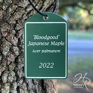 Puede incluir: Una etiqueta verde con texto blanco que dice "'Bloodgood' Japanese Maple Acer palmatum 2022" cuelga de un cordón negro. La etiqueta está sujeta a un tronco de árbol. El logotipo de Highland Rim Engraving está en la esquina inferior derecha.