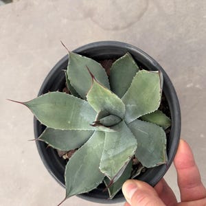 May include: A small, green succulent plant in a black plastic pot. The plant has pointed, light green leaves with reddish-brown tips. The pot is held by a person's hand.