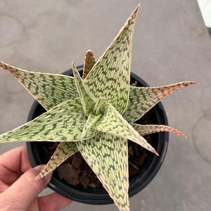buy agave plant Blue American Agave Americana, Century Plant main image 0