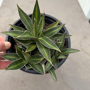 Zone 5 Hardy Succulents - Etsy